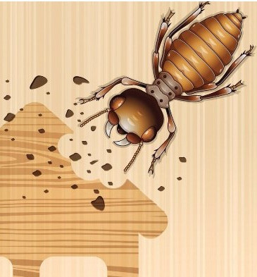 termite treatment pest control